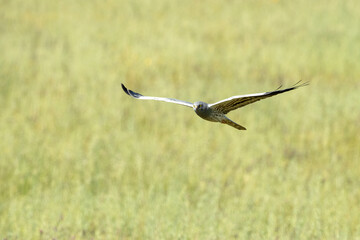 Male Montagu's harrier flying in his breeding territory at the first light of a spring day in a cereal steppe