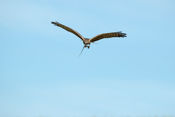 Female Montagu's harrier flying in a ceral field within her breeding territory at the first light of a spring day