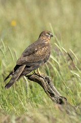 Female Montagu's harrier in a breeding territory in a cereal steppe with the first light of day