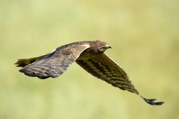 Obraz premium Female Montagu's harrier flying in her breeding territory in a ceral field in spring
