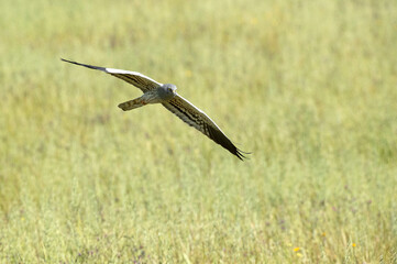 Adult male Montagu's harrier flying in a cereal steppe in spring within her breeding territory