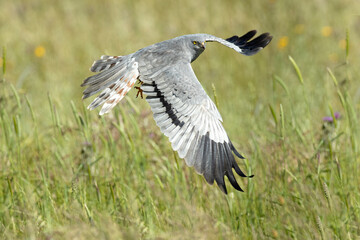 Male Montagu's harrier flying in its breeding territory in a cereal steppe with the first light of day