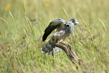 Adult male Montagu's harrier flying in a cereal steppe in spring within her breeding territory