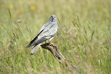 Adult male Montagu's harrier at first light on his favorite vantage point in a ceral field in spring