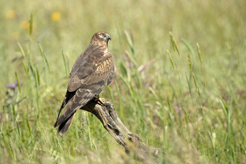 Adult female Montagu's harrier in a cereal steppe in spring within her breeding territory