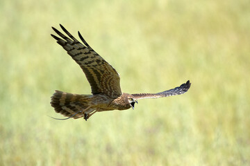 Female Montagu's harrier flying in her breeding territory in a ceral field in spring