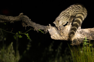 Adult male Genet within his territory in a forest of holm oaks and pines in the early evening