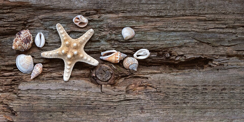 Seashells and starfish on old rustic wooden grunge background. sea travel, adventure, vacation concept. flat lay. copy space. template for design