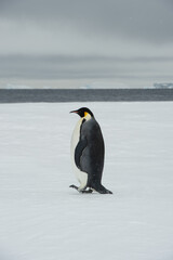 Single Emperor Penguin an Snow Hill Antarctica