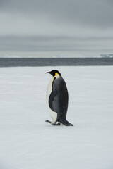Fototapeta na wymiar Single Emperor Penguin an Snow Hill Antarctica