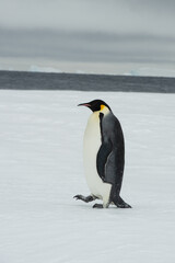 Naklejka na ściany i meble Single Emperor Penguin an Snow Hill Antarctica
