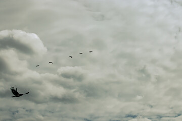 flying birds in the sky,a small group of birds against a stormy sky, a fearsome photo