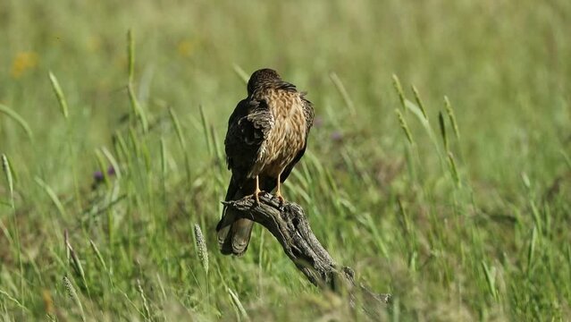 Female Montagu's harrier in the early morning light on her breeding territory at her favorite vantage point in a ceral field in spring