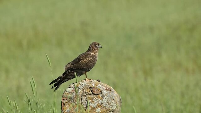 Adult female Montagu's harrier on her favorite vantage point in her breeding territory on a spring day at first light