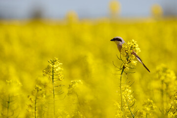 Red Backed (Lanius collurio) perched on a rapeseed flower in an agricultural field