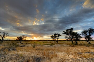 SUNRISE IN THE KGALAGADI DESERT, south africa - 598865577