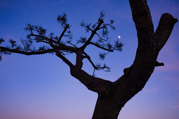 tree silhouette against blue sky
