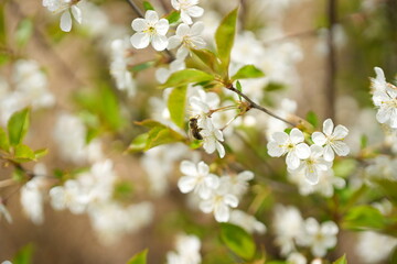 bee, flowers, green, summer, garden, honey