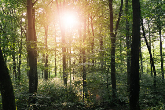 Fototapeta Sun shining through trees in forest