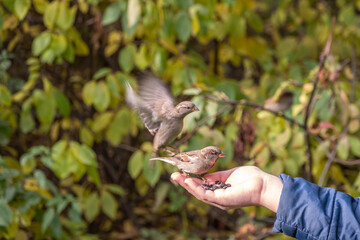 The boy feeds the birds with seeds from his hand. Sparrow eats seeds from the boy's hand
