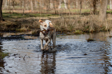 Crossbreed female dog, playing in a pond with a stick