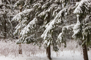 branch under snow in the Alexander Park
