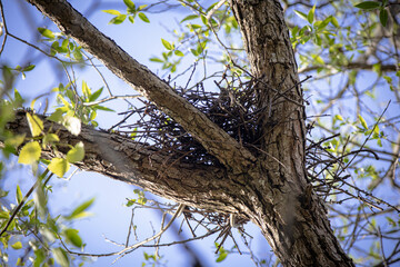 Small new bird's nest high up on tree between three tree branches with young green leaves on blue sky background on bright sunny spring day