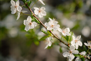 Sunny backdrop with spring flowers white blossoms on blurred flower background with copy space