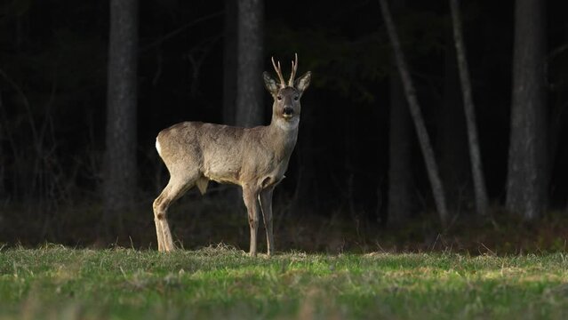 Roe deer buck walking on grass and leaving to the dark forest in Estonia, Northern Europe