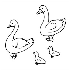 Goose Line. Duck. Domestic birds. Cute animal. Livestock, animal, Farming. Farm. Vector illustration isolated on white background.