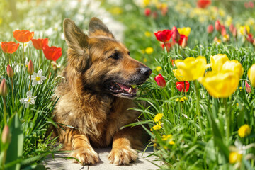German Shepherd dog lying amongst colorful flowers, looking to the right.