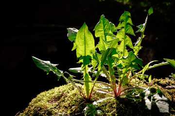 Beautiful young dandelion green leaves against sunset light on black background