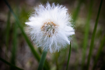 White fluffy seed ball of a coltsfoot head plant tussilago farfara on blurred forest floor with long green grass background - obrazy, fototapety, plakaty
