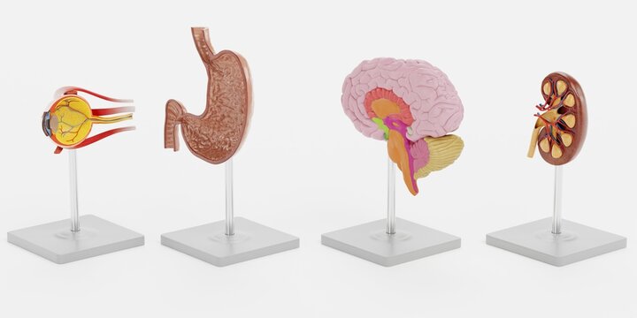 Realistic 3D Render of Anatomy Models