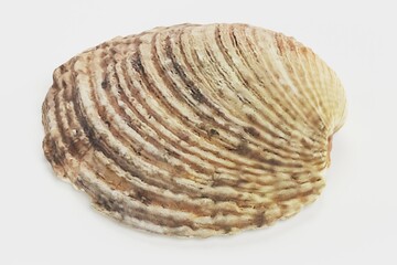 Realistic 3D Render of Shell