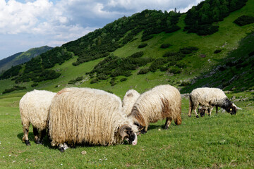 Sheep on a lush green field. Rural lifestyle and animal husbandry. Group of domestic sheep on meadow eating grass. Sheep graze the pastures in the mountains. © stu.dio