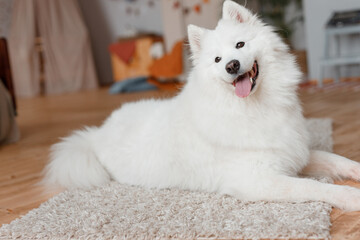 Beautiful Samoyed dog is resting in a bright room. Beloved pet in the natural atmosphere of home.