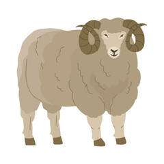 A ram, with curled horns and luxuriant wool. Domesticated animals. Farm pets. Raising animals for wool production. Household. Vector illustration. Isolated object on white background.