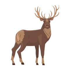 Naklejka na ściany i meble Wild Deer, stands and looks half a turn. Large branched horns. King of the Forest. Vector illustration. Isolated object on white background.
