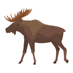 Obraz premium Large, wild, forest elk with branched horns. Vector illustration. Animal in the wild. King of the Forest. Isolated object on white background.
