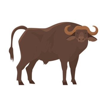 Wild steppe buffalo with big horns. Aggressive posture. Dangerous animal. Cattle. Big animal safari. Vector illustration. Isolated object on white background.