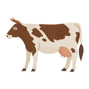 Domestic spotted cow with an udder full of milk. Farm cattle. Dairy and meat products. Vector illustration. Isolated object on white background.
