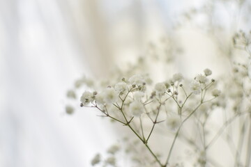 Delicate floral background of gypsophila flowers.Selective focus.