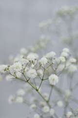 White, small gypsophila flowers on a gray background.