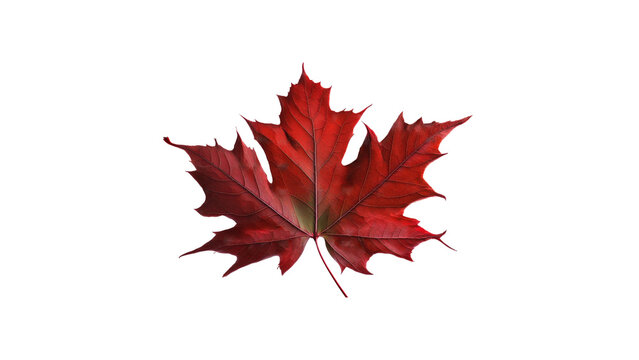 3d rendering of Red Sugar Maple Leaf isolated on transparent background, Generative AI