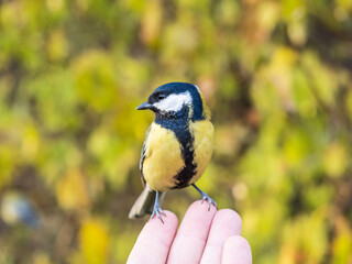 A tit sits on a man's hand and eats seeds.