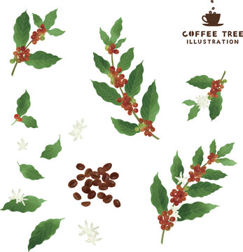 コーヒーの木と花・ロースト豆の水彩イラスト
