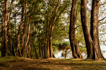 Mai Khao beach tree view near the evening sea