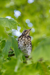 Bird on a branch