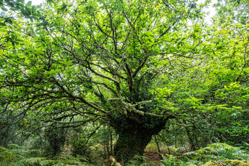 Hiking through the Canyon del Sil in Parada de Sil in Galicia, Spain, Europe